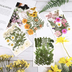 Nuanchu Dried Pressed Flowers for Craft Resin Real Flat Dried Flowers Leaves - Image 2
