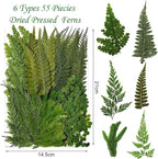 55 Pcs Green Leaves Ferns Dried Pressed Flowers - Image 2