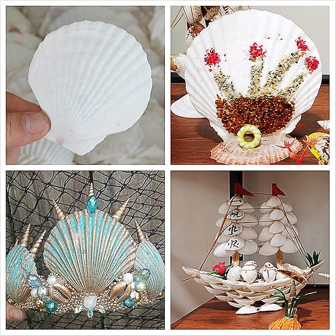 16PCS Sea Shells for Crafts Decoration 3"~4" White Scallop Shells for Crafts - Image 7