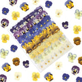 LUXEEASE 8 Color 64P Pansy Dried Pressed Flowers | Iconic face markings by LUXEEASE