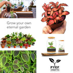 Terrarium Kit, Succulents & Indoor Plants Set DIY | Starter Pack - Image 7