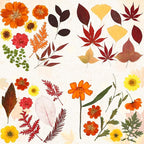 Augshy Fall Dried Pressed Flowers Orange Pressed Fall Leaves - Image 3