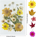 Woohome 91 PCS Natural Dried Pressed Flowers and Leaves - Image 4