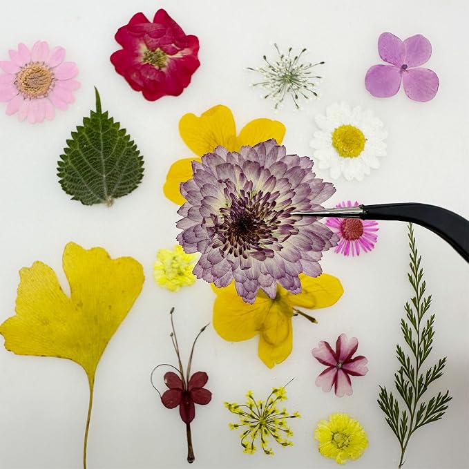 Woohome 200 PCS Natural Dried Pressed Flowers and Natural Dried Pressed Leaves - Image 3