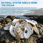 5"-6" 30PCS Extra Large Oyster Shells, Natural Flat Oyster Shells - Image 5