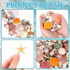 WEOXPR Mixed Sea Shells, 300+ Pcs Beach Seashells Starfish, Various Sizes Ocean - Image 3