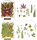 100 PCS Real Pressed Dried Leaves - Image 5