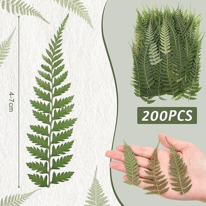 Fabbay 200 Pcs Pressed Dried Flowers Leaves Real Natural Ferns Dried Leaves - Image 3
