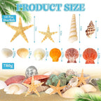 WEOXPR Mixed Sea Shells, 300+ Pcs Beach Seashells Starfish, Various Sizes Ocean - Image 2