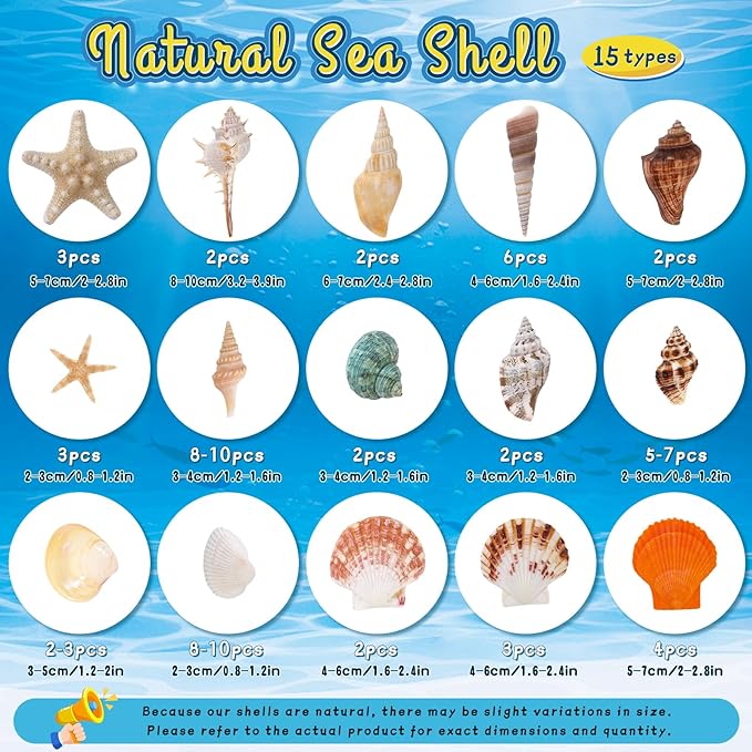 MORFEN Sea Shells, Mixed Ocean Seashells, 15 Kinds 1.2"-3.9" Various Sizes - Image 2
