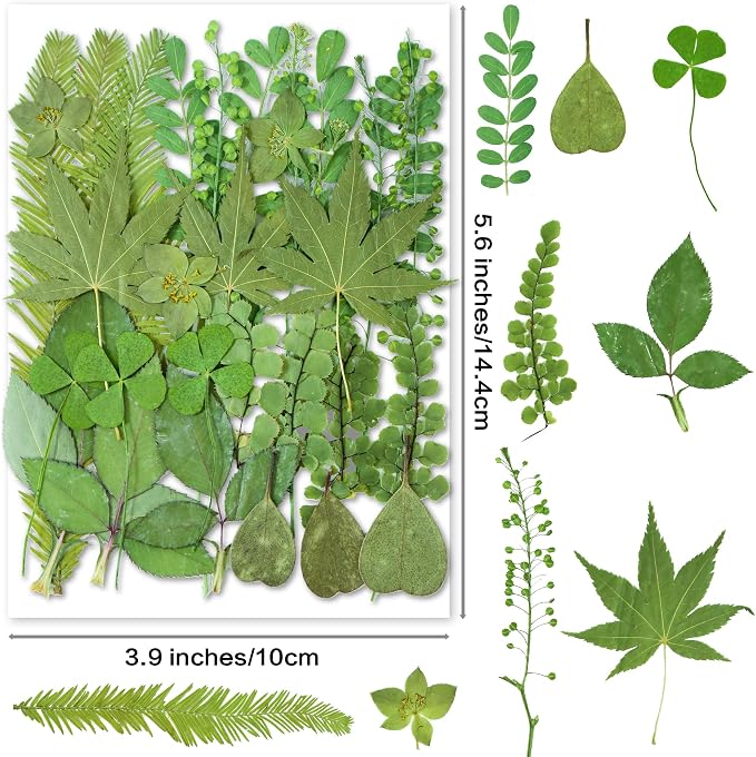 30PCS Green Dried Pressed Leaf Leaves, YouthBro Greenery Real Nature Plant - Image 2