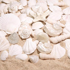 Silver White Sea Shell Mixed Ocean Shells Set, 1.2"-2.6" Various Sizes Natural - Image 4