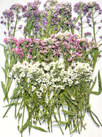 48 Pcs Mix Natural Dried Pressed Flowers - Image 6