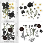 Nuanchu Black Dried Pressed Flowers - Image 4