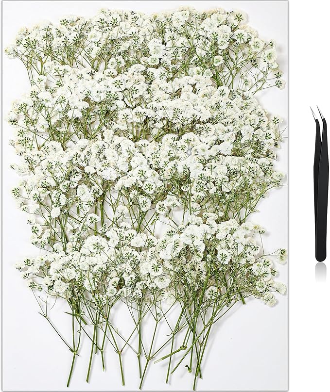 56Pcs Babys Breath Mini Dried Pressed Flowers by HLCYGJIN