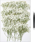 56Pcs Babys Breath Mini Dried Pressed Flowers by HLCYGJIN