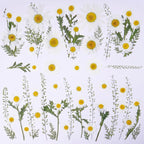 48 Pcs Natural Dried Pressed Daisy Flowers - Image 8