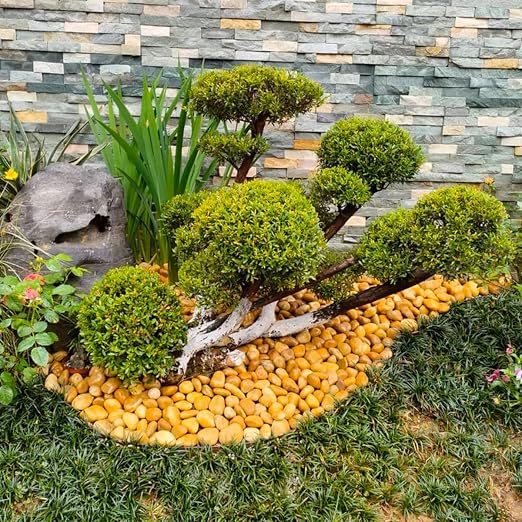YISZM 40lbs Yellow River Rocks for Landscaping, 2-3 Inch Natural Pebbles for - Image 4