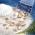 SUNNYCLUE 1 Box 24Pcs 6 Style Electroplate Spiral Seashells Charm Craft Charms - Image 4