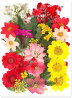 Augshy Dried Pressed Flowers, Natural Resin Flowers, Real Mixed Color Pressed by Augshy
