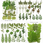 MIKIYA 84Pcs Pressed Dried Leaves - Image 5