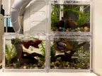 YZHZOM Small Natural Driftwood for Aquarium Styling Carefully Selected Natural - Image 3