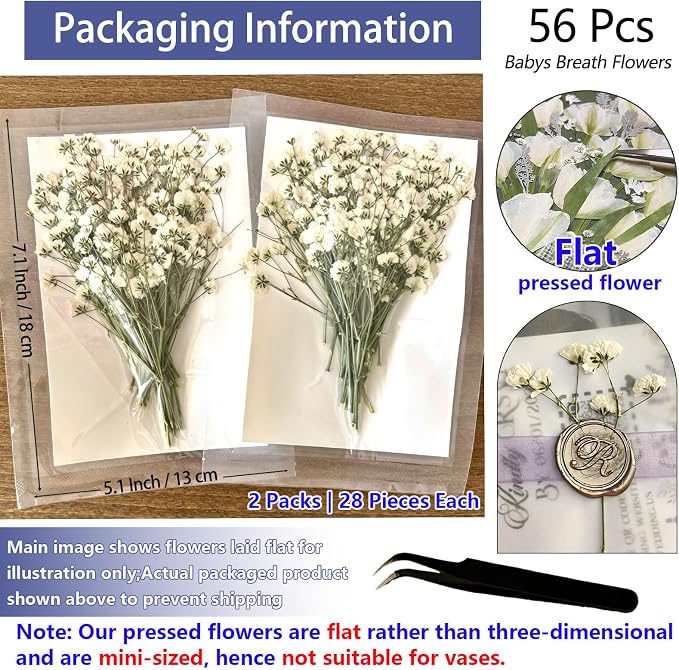 56Pcs Babys Breath Mini Dried Pressed Flowers - Image 3