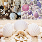 Jangostor 20 PCS Scallop Shells Natural Seashell, 2.3" to 3.5" White Scallop - Image 4