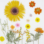 Woohome 44 PCS Orange Real Pressed Flowers, Dried Pressed Flowers - Image 3