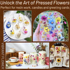 Dried Pressed Flowers for Resin, Real Pressed Flowers Dry Leaves Bulk Natural - Image 2