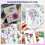 12“ Large Bulk Dried Pressed Flowers - Image 3