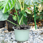 FANTIAN 5 lbs Black Pebbles for Indoor Plants, 1-2 Inch Decorative Black River - Image 3