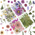 LUXEEASE 80P Vibrant Colors Large Pressed Flowers & Leaves | Cosmos daisy maple by LUXEEASE