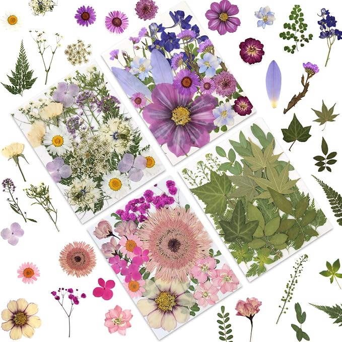 LUXEEASE 80P Vibrant Colors Large Pressed Flowers & Leaves | Cosmos daisy maple by LUXEEASE