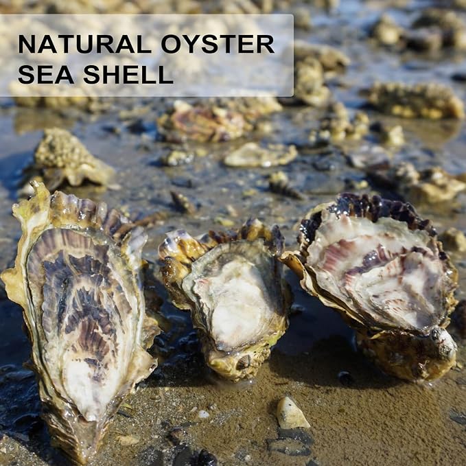 QEQEKAKA 30PCS Oyster Shells 2"-2.5" Small Flat Oyster Shells - Image 7