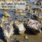 QEQEKAKA 30PCS Oyster Shells Flat & Concave 5"-6" Extra Large Oyster Shells - Image 7