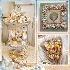 Sea Shell Mixed Ocean Shells Set, 15 Kinds 1.2"-2.7" Various Sizes Natural - Image 6