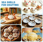 20 PCS 4"-5" Large Scallop Shells - Image 4