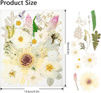 50Pcs Dried Pressed Flowers Real Pressed Flowers Natural Dry Leaves Bulk Mixed - Image 2