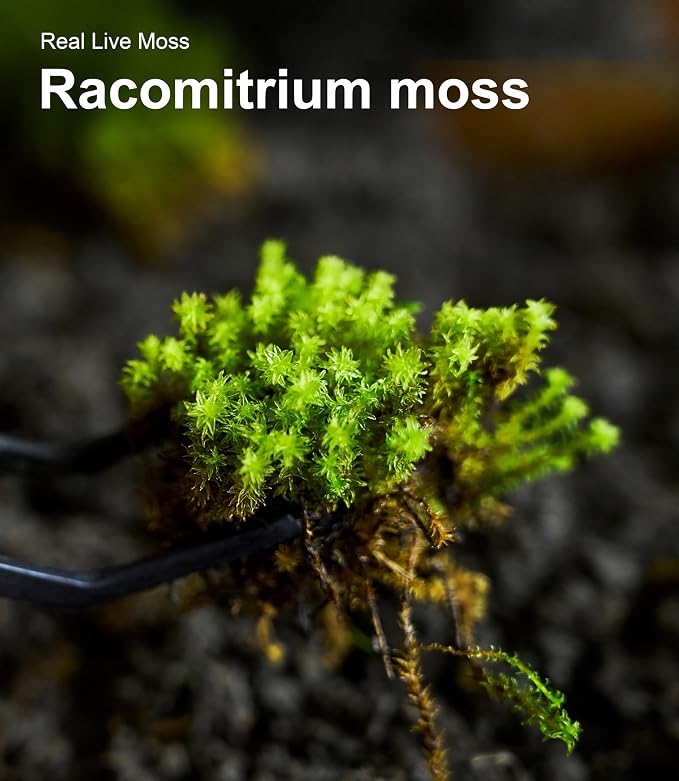 LuckyRunes Live Moss 4-Pack for Terrariums, Potted Plants & Floral Decor | - Image 7