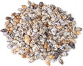 500pcs Natural Tiny Small Seashells by PPCLION