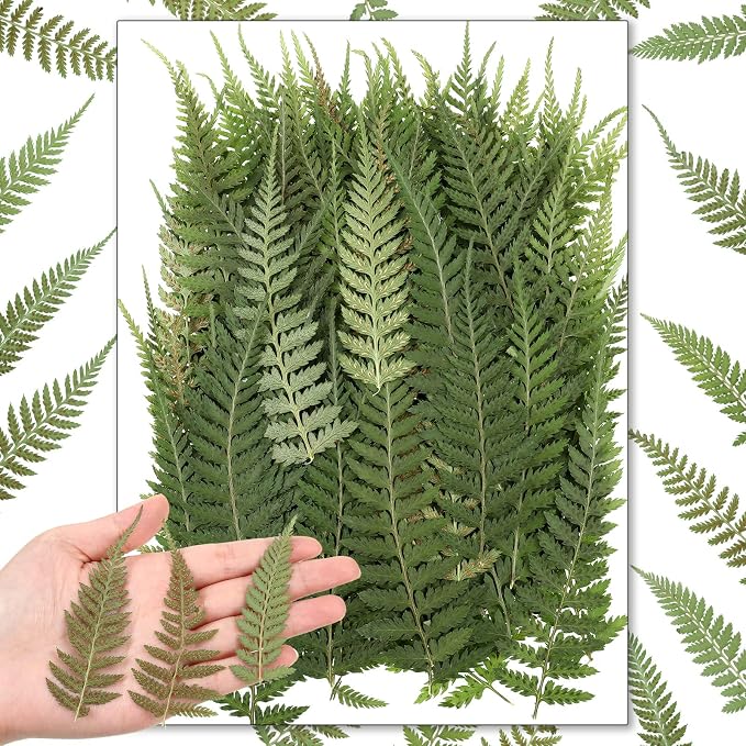 Fabbay 200 Pcs Pressed Dried Flowers Leaves Real Natural Ferns Dried Leaves by Fabbay