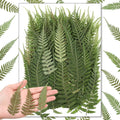 Fabbay 200 Pcs Pressed Dried Flowers Leaves Real Natural Ferns Dried Leaves by Fabbay