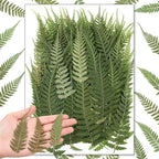 Fabbay 200 Pcs Pressed Dried Flowers Leaves Real Natural Ferns Dried Leaves by Fabbay