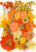 30Pcs Dried Pressed Flowers for Resin DIY Art Crafts Natural Dry Leaves Daisy by TopFunny