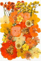 30Pcs Dried Pressed Flowers for Resin DIY Art Crafts Natural Dry Leaves Daisy by TopFunny