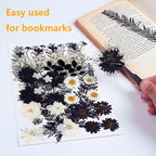 12 Types 48PCS Real Dried Pressed Flowers - Image 5