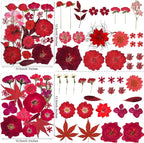 150PCS Red Dried Pressed Flowers - Image 4
