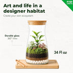 Terrarium Kit for Plants DIY | Starter Pack – Closed Ecosystem – 34 fl oz Glass - Image 2