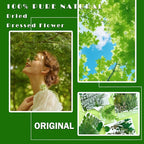 MIKIYA 84Pcs Pressed Dried Leaves - Image 2